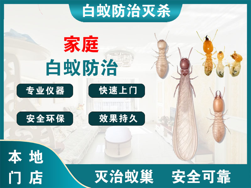 灌南家庭白蚁防治