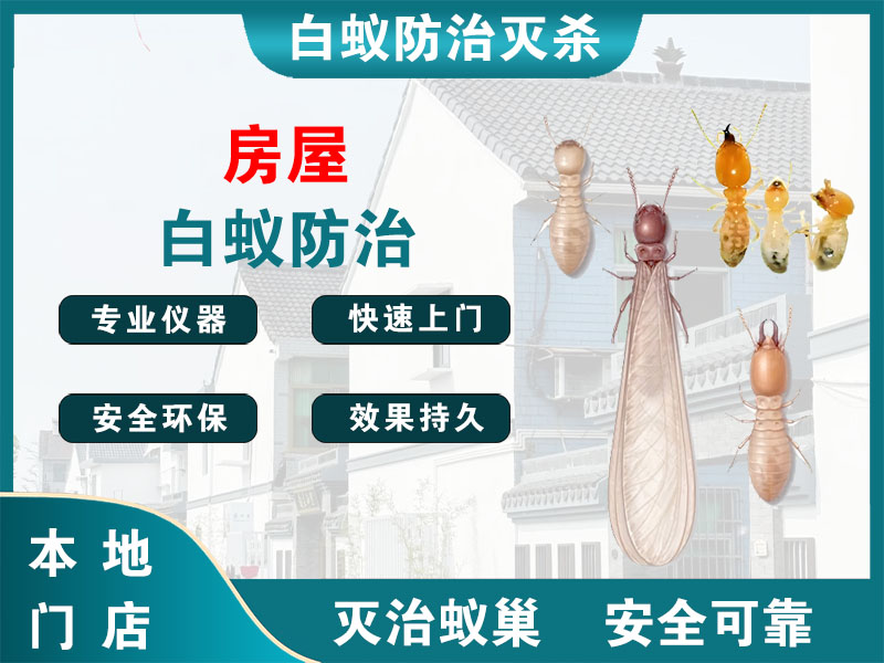 灌南房屋白蚁防治